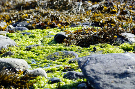 vibrant seaweed on sunny sea shore