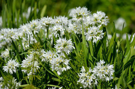 Allium narcissiflorum white wild onion native to southern france and north-west italy in summer