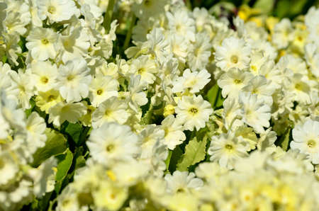 beautiful white primula pubescens flowers in summer sunshineの写真素材