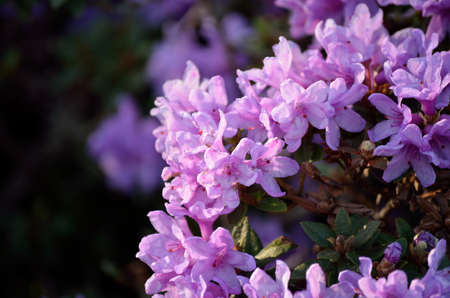 beautiful violet rhododendron, frosthexe flower in summer sunshineの写真素材