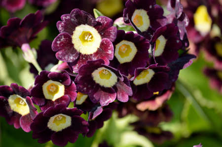 beautiful violet and purple primula pubescens flowers in summer sunshine closeupの写真素材