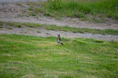 beautiful thrush bird wandering and jumping on green summer grass digging up worms and feedingの写真素材