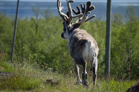 reindeer in rural enviromentの写真素材