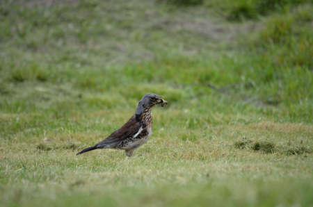 beautiful thrush bird wandering and jumping on green summer grass digging up worms and feedingの写真素材