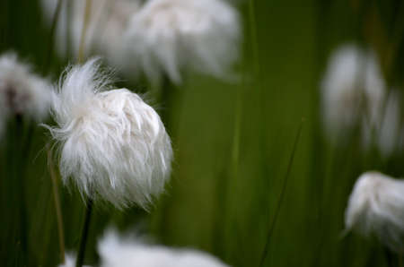 beautiful cottograss on green summer pasture