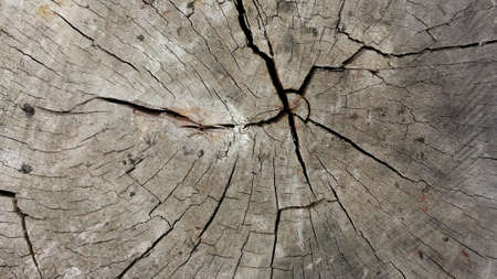 Old scarred light brown wood cut background texture