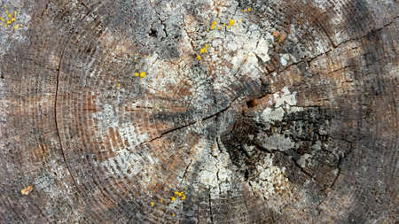 Light brown cut pine tree with many year rings and fungus background