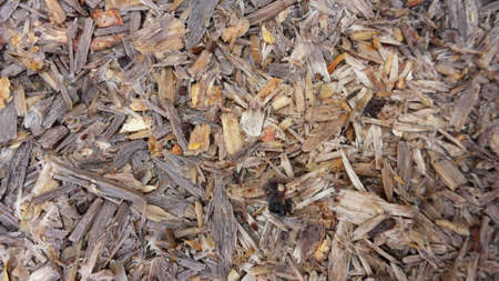 Saw scrap on forest floor macro background
