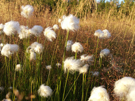 beautiful cottongrass in dawn sunlight in summer macroの写真素材