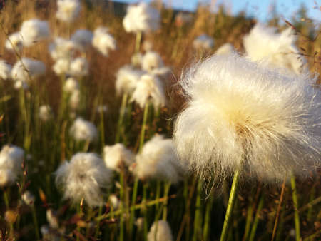 beautiful cottongrass in dawn sunlight in summer macroの写真素材