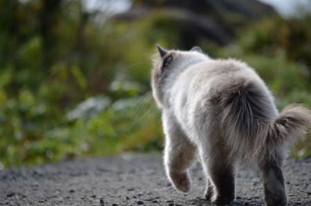 beautiful cat exploring the vegetation on the side of a dirt road next to the sea shoreの写真素材