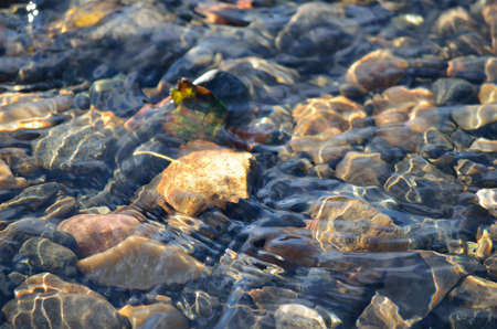 autumn leaves in river water