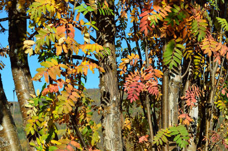 colorful rowan tree leaves in autumn closeupの写真素材