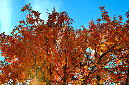 strong vibrant colors on rowan tree in late autumn