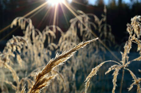 beautiful brown grass straws in autumn sunshineの写真素材