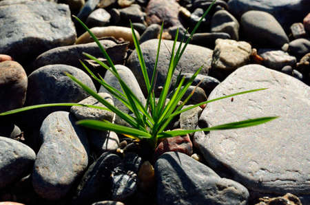 green grass patch on barren ground