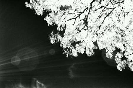 White rowan tree branch on black skyの素材