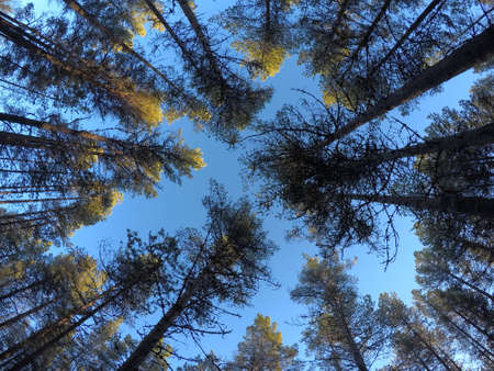 majestic tall pine tree forest on blue autumn skyの写真素材