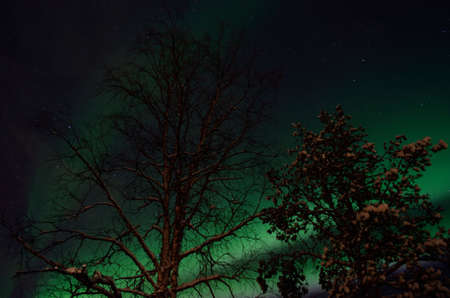 strong majestic aurora borealis, northern light on sky with treesの写真素材
