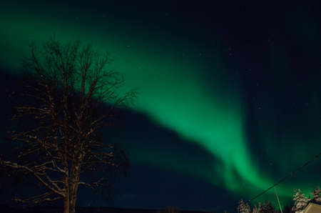 strong majestic aurora borealis, northern light on sky with treesの写真素材