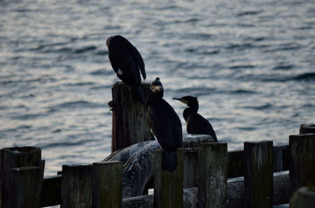 big black cormorant birds on pierの写真素材