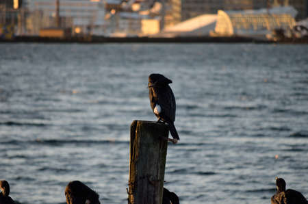 big black cormorant birds on pierの写真素材