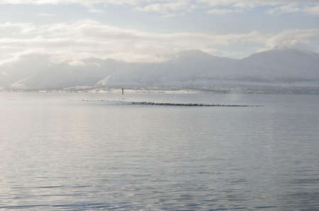 massive bird flock in sea with snowy mountain background