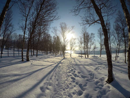 vibrant blue sky and sunny snowy winter birch tree forestの写真素材