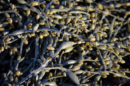 Seaweed in sunshine closeupの写真素材