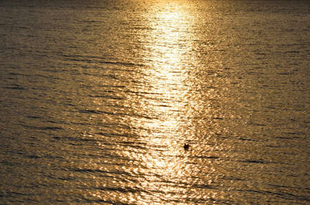 Golden sunset on fjord surface with small bird swimmingの写真素材