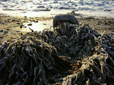 Frost and rime covered seaweed in early morning sunshineの素材
