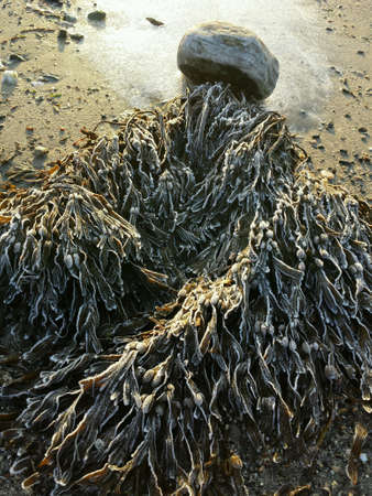 Frost and rime covered seaweed in early morning sunshineの素材