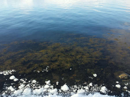 Seaweed and ice floating in waterの素材