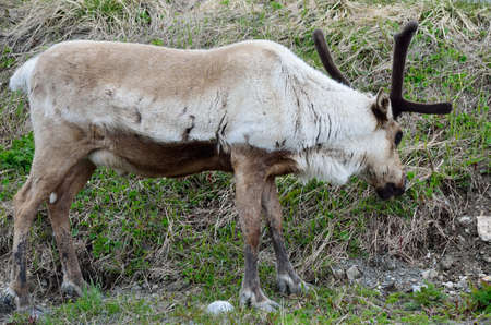 reindeer grazing and feeding on green grass closeupの写真素材