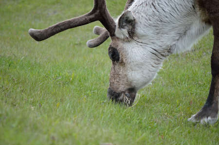 reindeer grazing and feeding on green grass closeupの写真素材