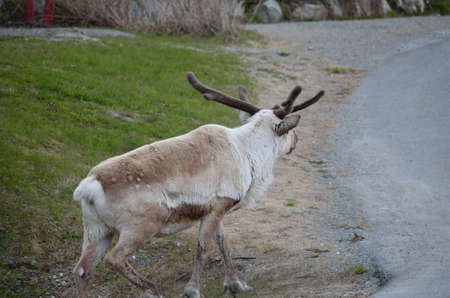 reindeer crossing roadの写真素材