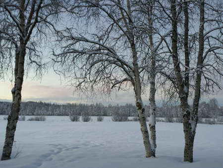Snowy birch trees and fieldの素材
