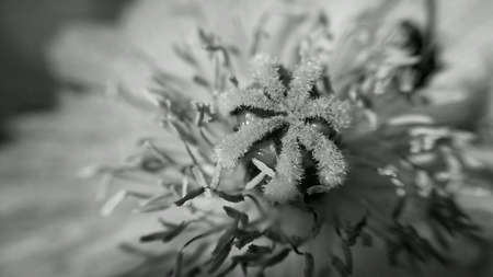 Beauty pollen filled summer flower in black and whiteの素材