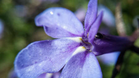 Violet and blue wildflower in summer macro backgroundの素材