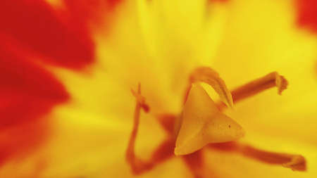 Fiery red and golden wuldflower in summer center macro shotの素材