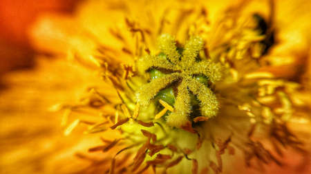 Golden pollen flower in summer sunshine center macro shotの素材