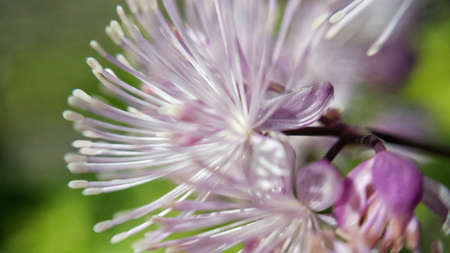 White and light violet flower in summer sunshineの素材
