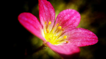 Pink wildflower with yellow golden center in summer sunshineの素材