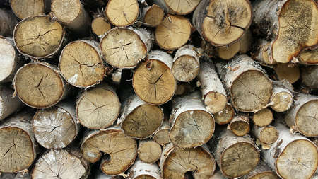 Birch tree firewood logs drying for winter fuelの素材