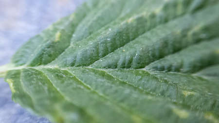 Small vibrant green leaf macro backgroundの素材