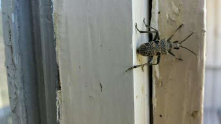 Big insect crab with bite wandering on window frameの素材