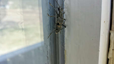 Big insect crab with bite wandering on window frame