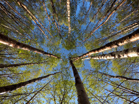 green vibrant birch tree in summer sunshine background low angle view