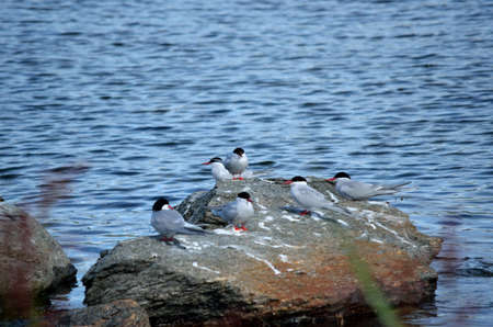 beautiful arctic tern bird flock on boulder by blue seaの写真素材
