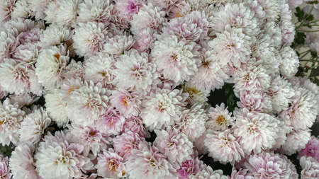 Beautiful pink flowers in summer background